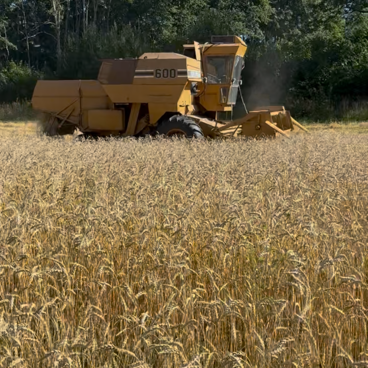 Modent korn klart for tresking