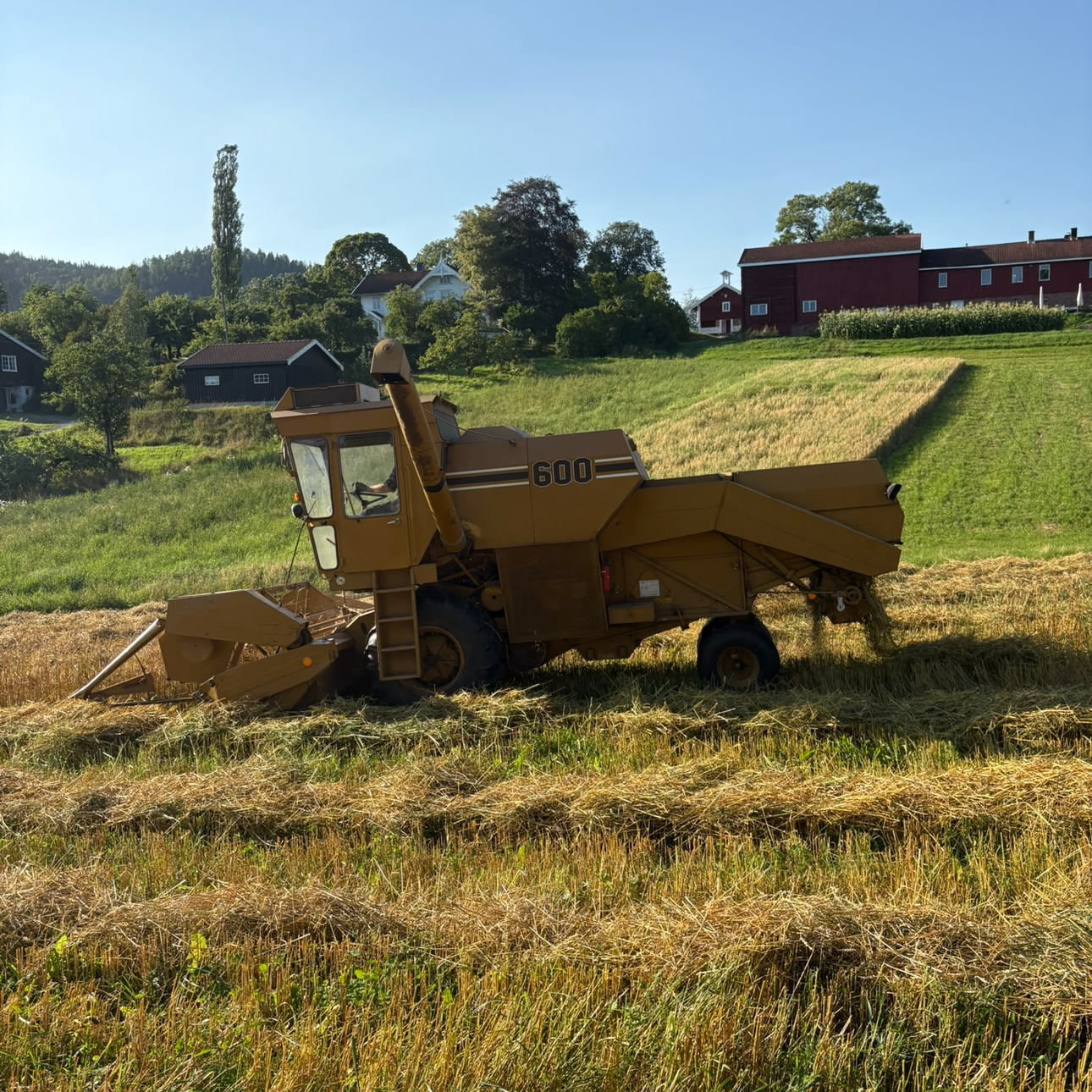 Skurtresker i arbeid