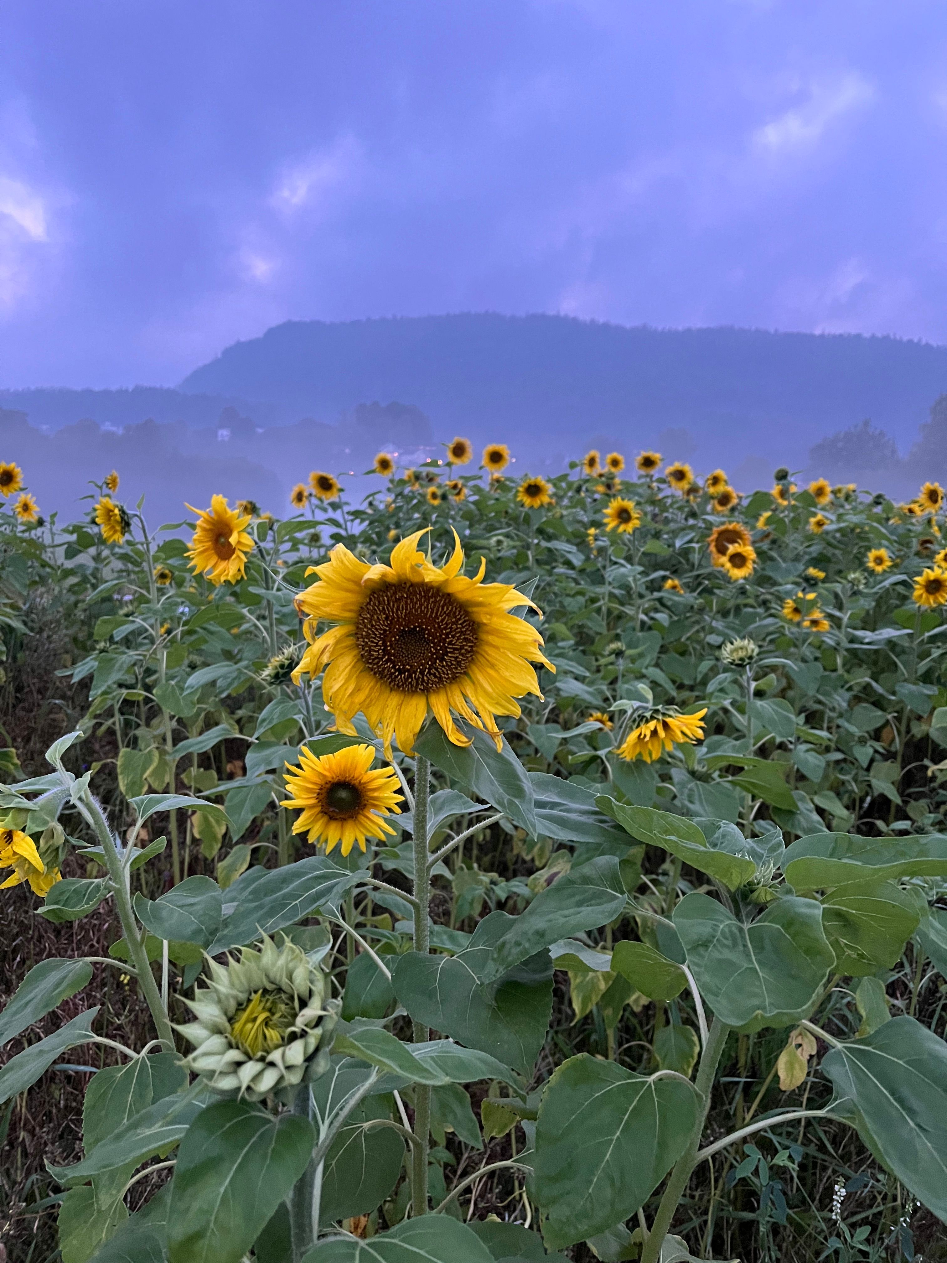 Solsikkeråker på Berger Gård