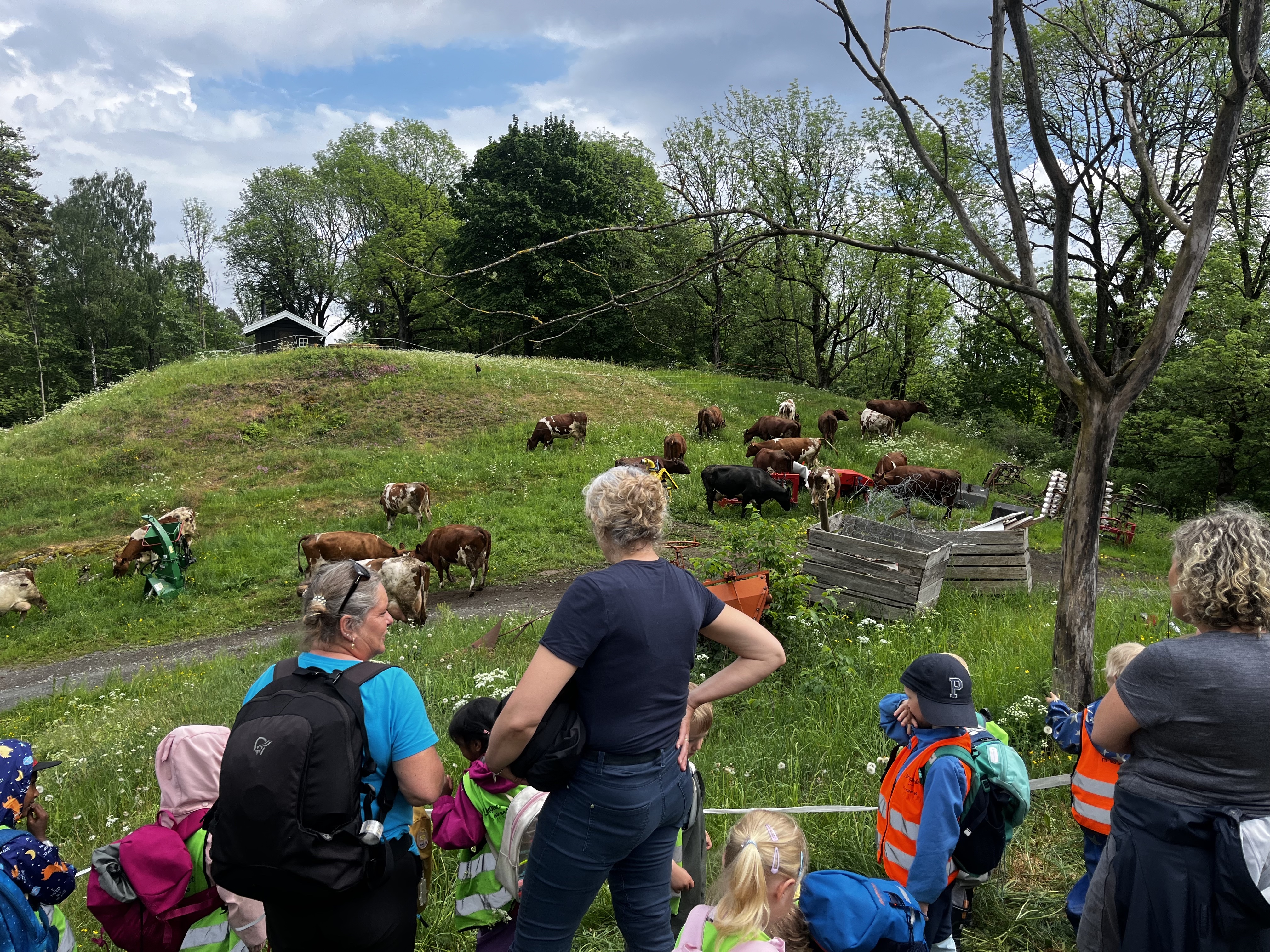 Barn og familier ser på kuslipp