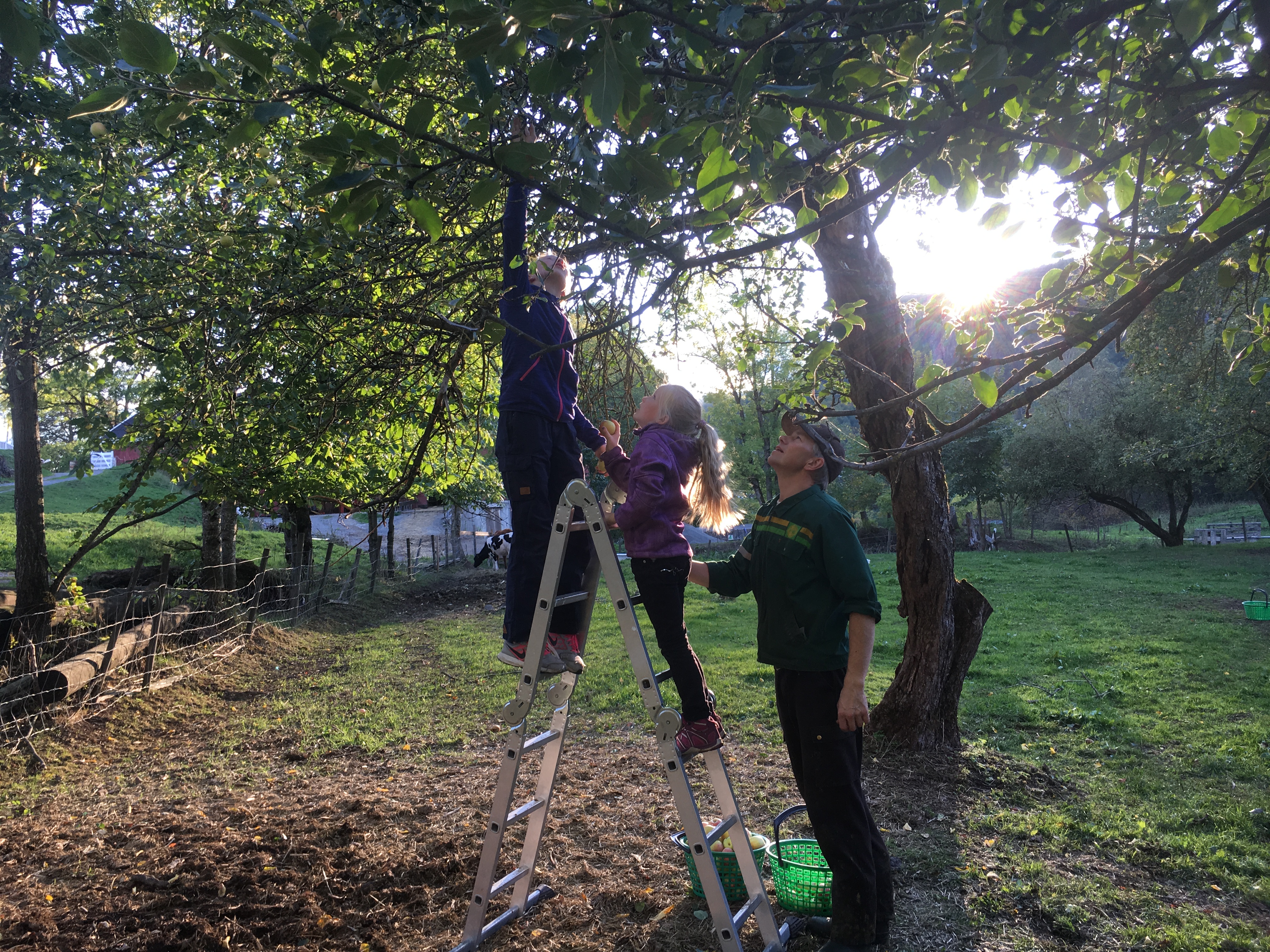 Epleplukking på gården