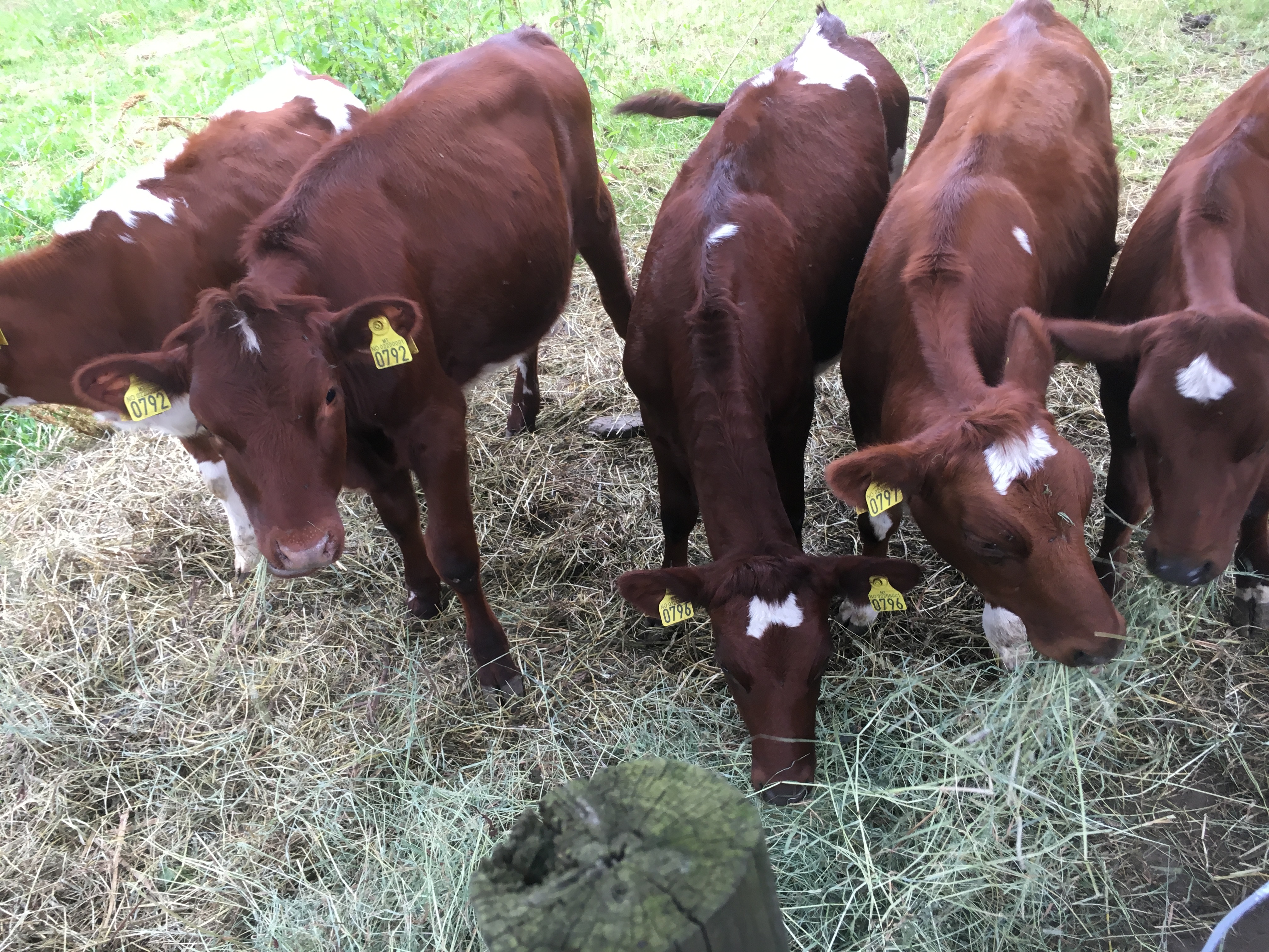 Kuer på beite på Berger Gård