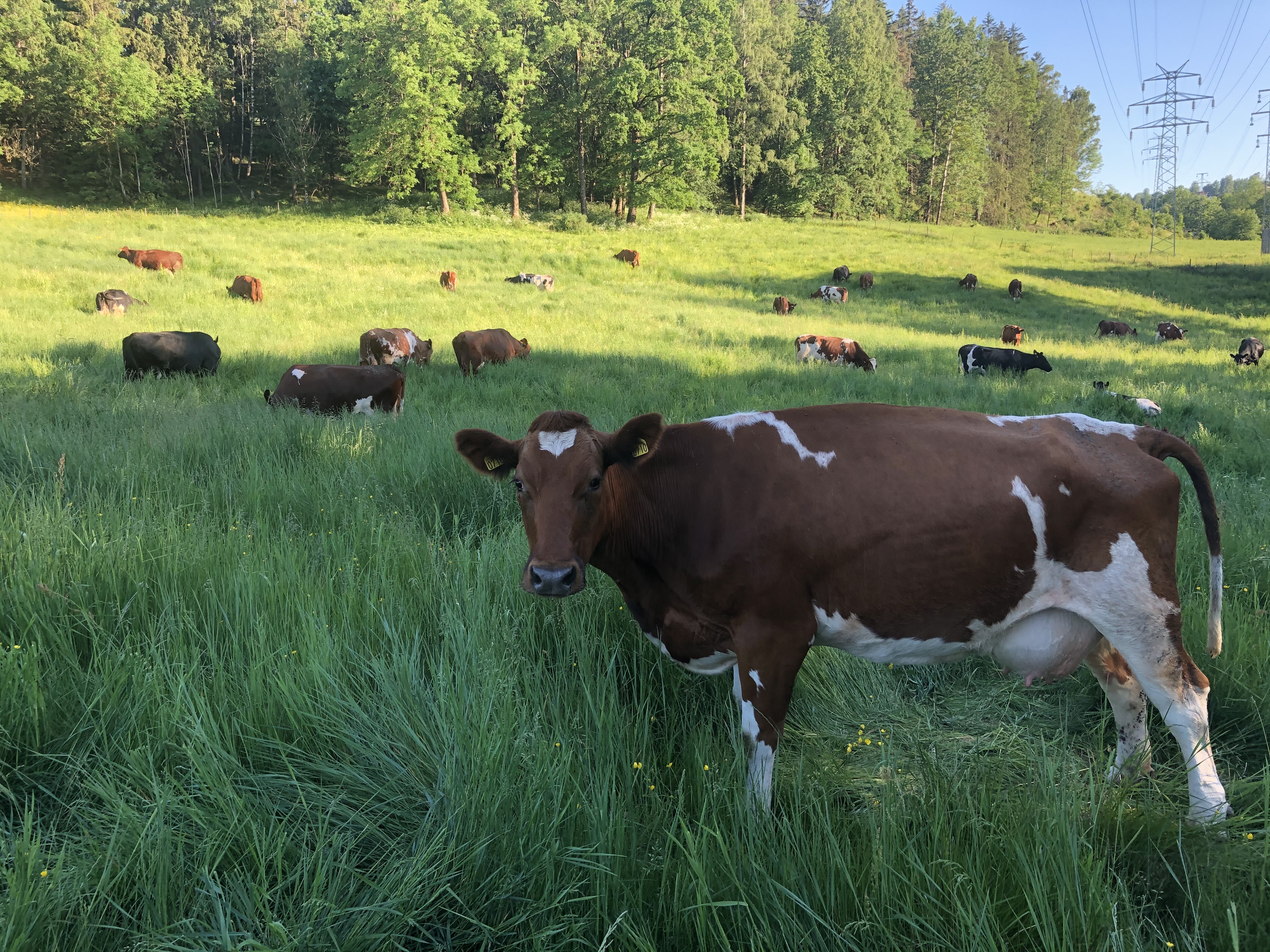 Kuer på beite ved Berger Gård med grønne enger og skog i bakgrunnen