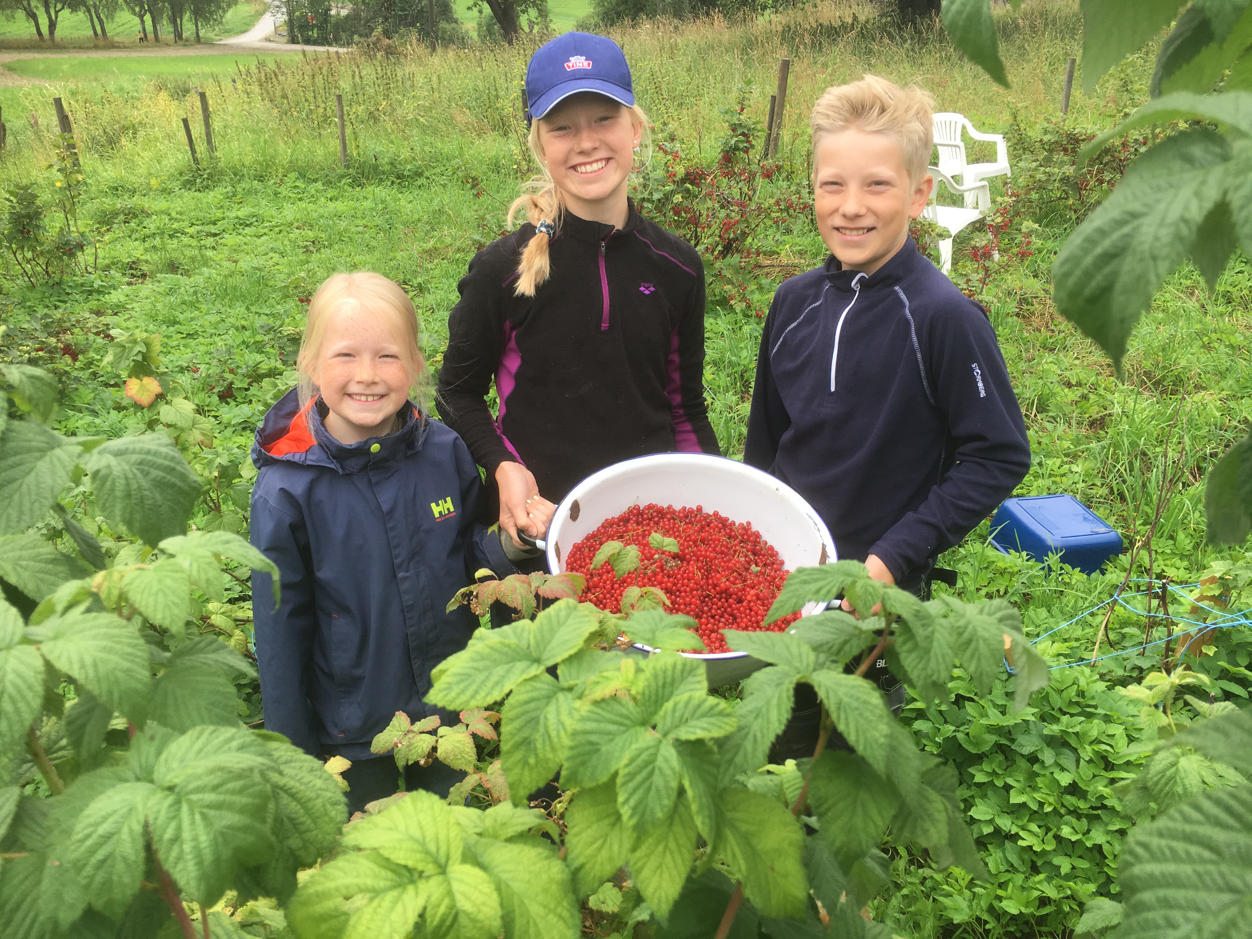 Barn som plukker rips på Berger Gård